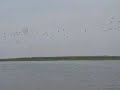 MVI_0153.MOV Water Birds and Migrants on Magori Beel, Dibru/Shaikowa, 201209
