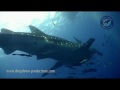 WHALE SHARKS OF KOH TAO 2009