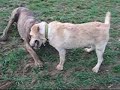 Pieke & Daisy the Labrador