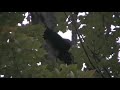 Black Bear Cub Black Bear Cub