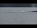 Hump back whales