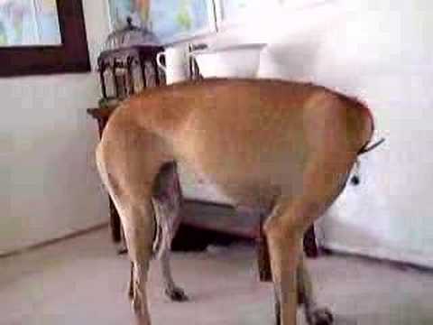 6 week puppy beats up Great Dane