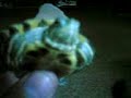 Farhan ne Turtle.3gp
