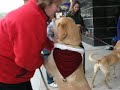 Dogs at Orivs