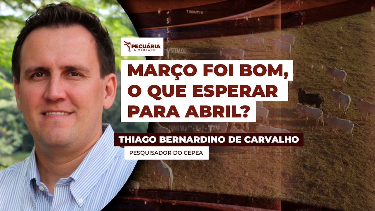 Março encerra com recuperação da arroba do boi e preços recordes para o bezerro