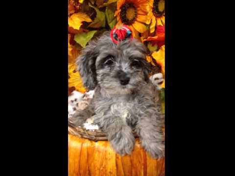 Minnie is so sweet loves to give kisses