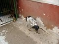 Luna y Laky, dos perritos encantadores Luna y Laky, dos perritos encantadores