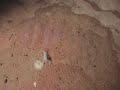 Cave Diving at Water Hole - Peacock Springs - Florida - USA