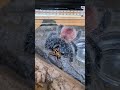 아마조니카 마나우스 핑크토 타란툴라의 풀무치 사냥, Amazonian pinktoe tarantula feeding, Avicularia sp. Amazonica feeding