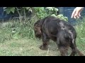 DOG THINKS IT'S A CAT , HE CAUGHT A MOUSE.