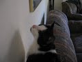 Our Weirder Cat talking to a Laser Pointer