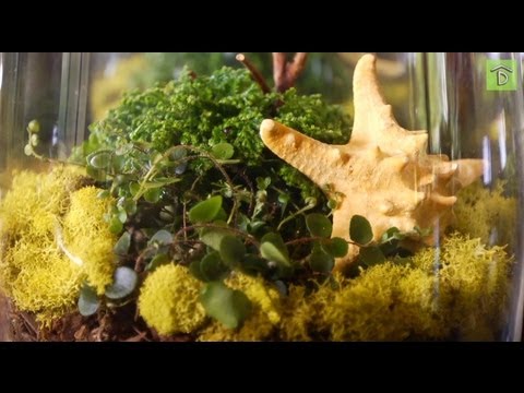 how to fertilize terrarium plants