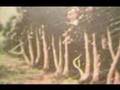 Miracles of Allah
