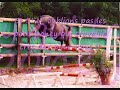 Vidéo sur les chevaux xxx