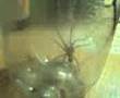 videos de SPiDERS
