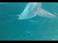 Click here to watch this video Pesce luna ad Ostia