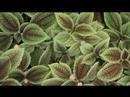 natural burial rhetoric