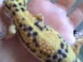 my leopard gecko \"rasco\" my leopard gecko \"rasco\"