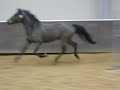 Afbeelding.mov