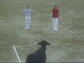 Vacas, castalla, recortes, recortadores, fiestas, farandula, diariodecastalla, corridas de todos, bulls,