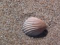Land Sailing - San Felipe Baja, Mexico - 02-24