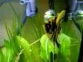 Skalare Peru altum / 280 Ltr. Aquarium