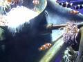 videos de Atlantis Dubai Aquarium - Nemo - Clown Fish