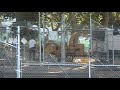 Chainsaws in Berkeley - the Oak Grove goes down Chainsaws in Berkeley - the Oak Grove goes down