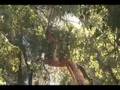 Chainsaws in Berkeley - the Oak Grove goes down
