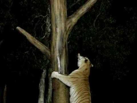 Tabby Bengal Tiger Climbing Tree