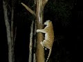 Tabby Bengal Tiger Climbing Tree Tabby Bengal Tiger Climbing Tree