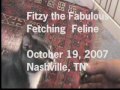 Fitzy the Fabulous Fetching Feline