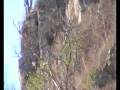 videos de Buteo melanoleucus