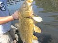 Bowfishing Bugle Mouth Hogs