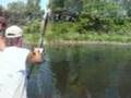 Bowfishing Bugle Mouth Hogs