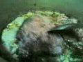 Dr.Chef Payatas BURONG ISDA AT NILAGANG TALONG(soured fish with spoiled rice and boiled eggplant)