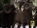 Big Ram Rumble