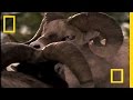 Big Ram Rumble