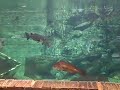 Fishies at Bass Pro Shop