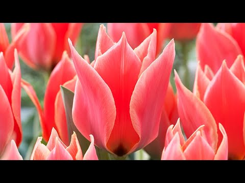 how to collect tulip bulbs