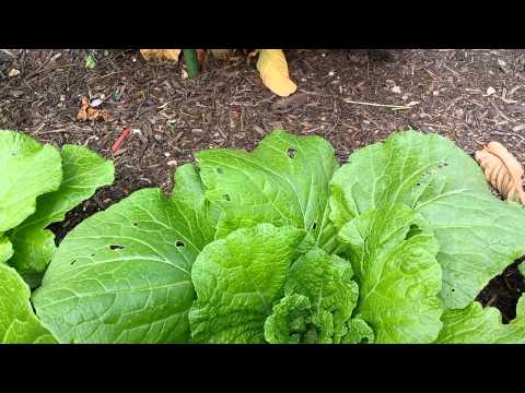 video-linktoworks-Chinese Cabbage