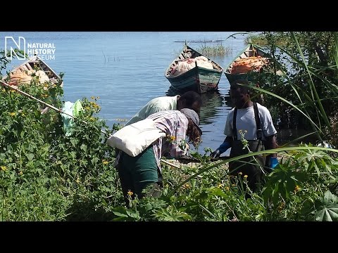 Detective work to tackle debilitating disease in Zanzibar