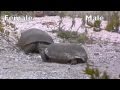 Tortoise-Tango-Gophe