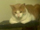 Messy Marvin with scratched nose Messy Marvin with scratched nose