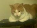 videos de Messy Marvin with scratched nose