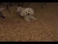 Bichón Frisé video