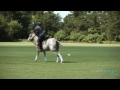 The Sport of Horse Polo: History and Tips