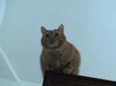 Cat Angle Test Cat Angle Test