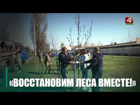 21 октября в Беларуси состоится республиканская акция «Восстановим леса вместе!» видео