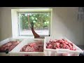 BIOPIG | ITVS International BIOPIG | ITVS International